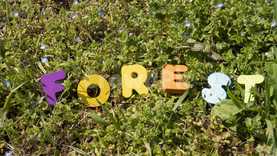 forest,단어,알파벳,교육단어,포레스트