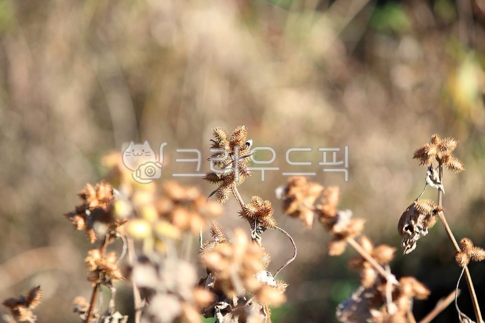thorn,plant,Great sea bream,Dokomali