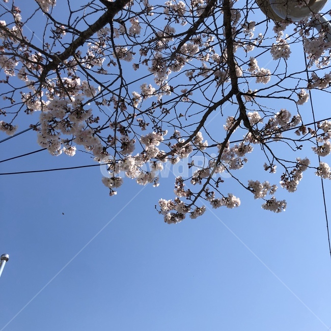 창원,벚꽃구경,창원벚꽃,벚꽃나무,꽃,식물