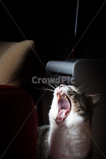 고양이,cat,하품,표호,느낌있는,동물,동물,animal,포유류,mammal,고양이,cat,kitten,kitty