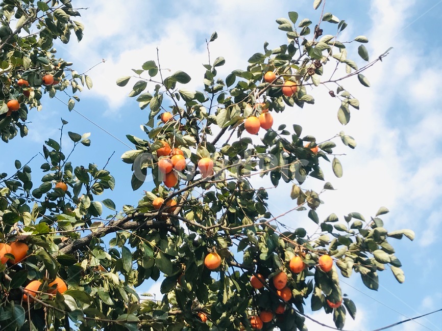 plant,식물,fruit,감,persimmon,과일,food,과일,열매,fruit