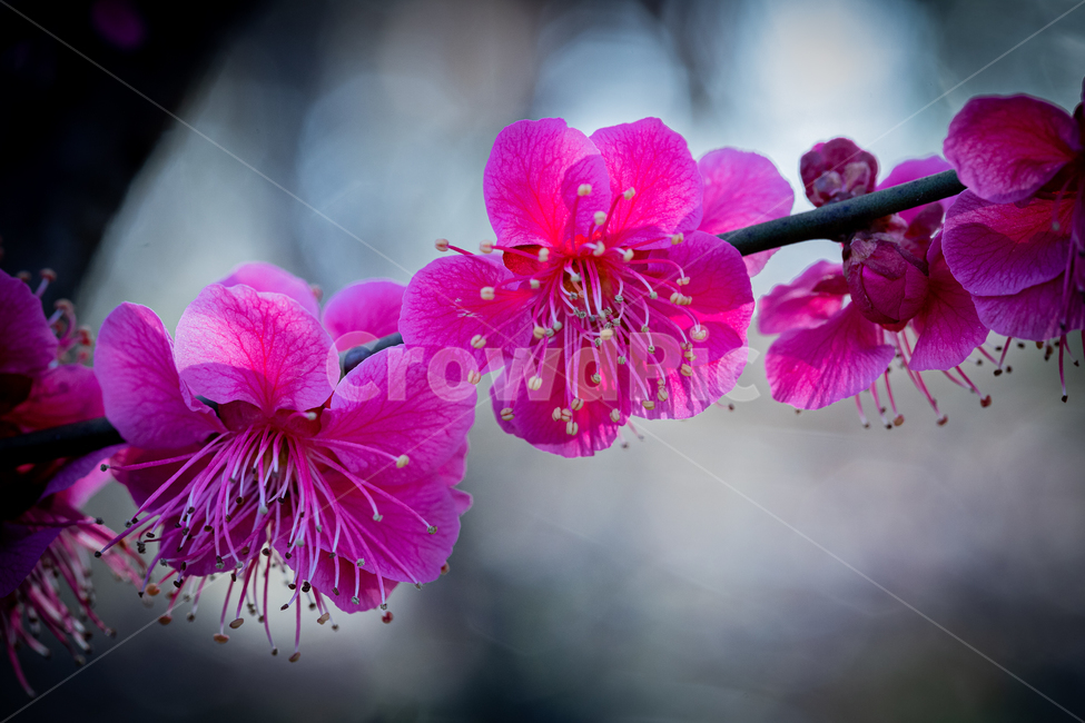 매화,꽃,flower,식물,자연