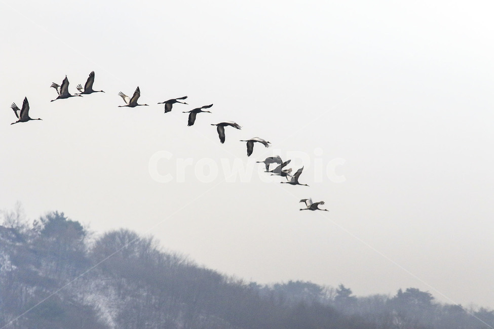 두루미,재두루미,눈오는날,철원,비행,겨울,계절,winter,season,동물,animal,조류,새,birds