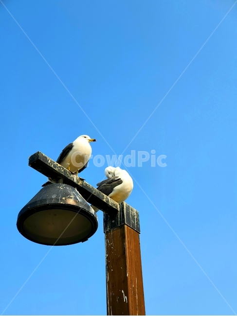 갈매기,새,동물,파란하늘,쉼터,쉼,animal,seagull,gull,bird,가로등