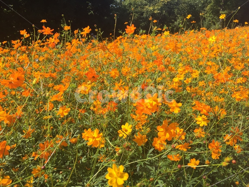 가을,꽃,풍경,flower,fall,autumn
