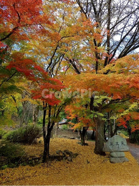 가을,백양사,단풍,자연,애기단풍,감성