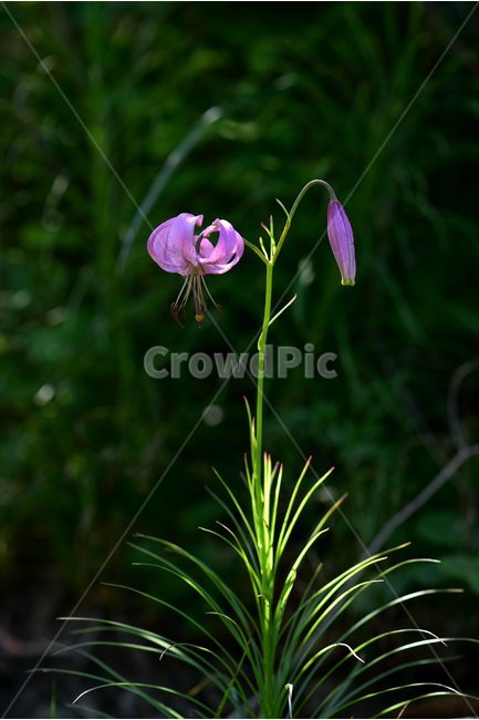 솔나리,야생화,식물,자연,꽃,생태,힐링,플라워,wildflower,flower,plants,nature,season,감성,느낌,emotion,feeling,백합목,백합과,여름,백합속,분홍색,여러해살이풀,식물,자연,plants,nature,꽃,flower