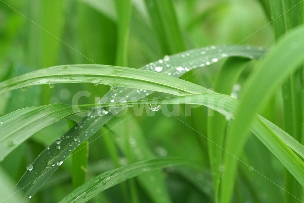 물방울,빗방울,이슬,식물,이파리,자연,비,비온후,아침,흐림,nature,waterdrop,raindrop,빗물,풀,풀잎,접사,macro,감성,감성사진,힐링,힐링사진,느낌,분위기,신비,신비한,신비로운,유리,구슬,투명한,투명,유리구슬,싱그러운,싱그럽다,싱싱한,싱싱하다,물기,수분,축축한,축축하다,축축,젖은,젖다,한국자연,한국의자연,snap,snapshot,스냅,스냅사진,스넵,스넵사진,풍경,landscape,시골,country,비,비오는날,rain,rainy,식물,자연,plants,nature