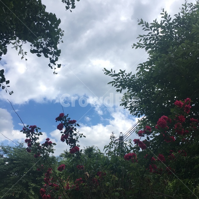 장미,하늘,구름,장미꽃,가시,숲,풀