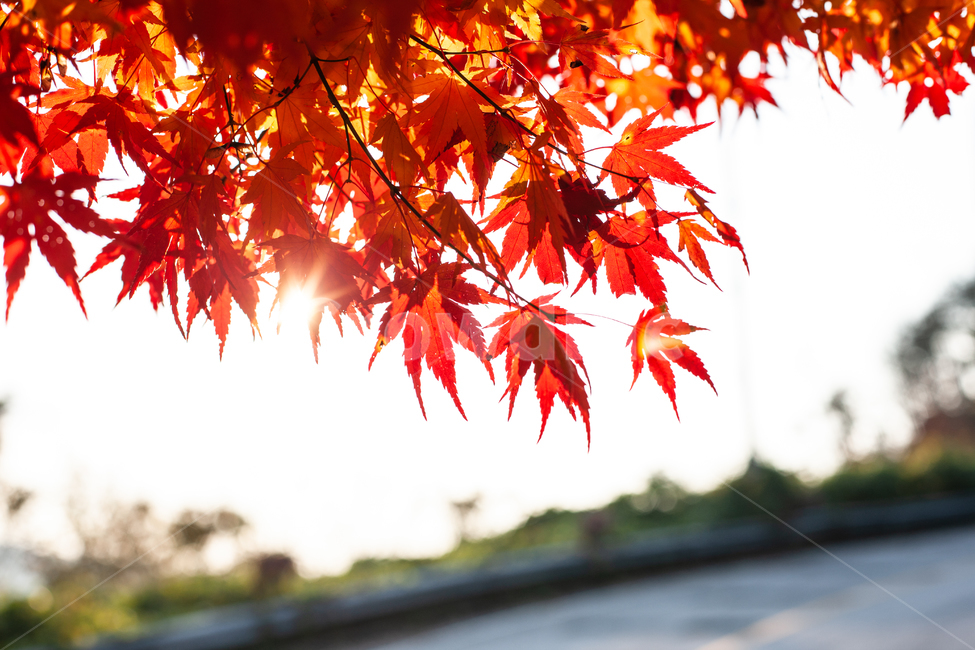가을,단풍,단풍나무,단풍잎,나무,나뭇잎,가을,계절,fall,autumn,season,plant,식물,leaf,잎,tree