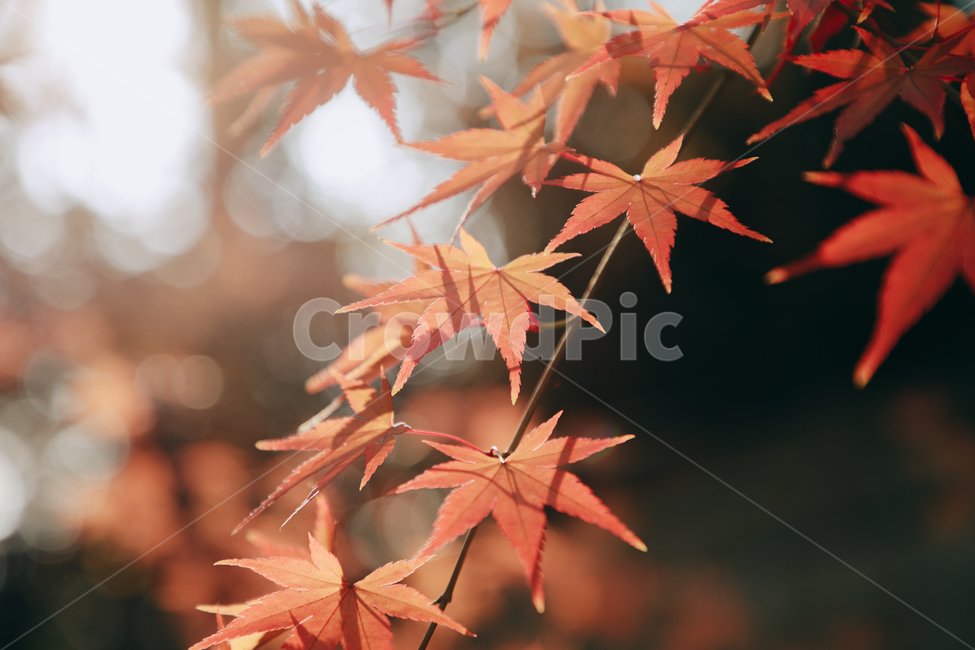 단풍,붉은,빨간,가을,나무,낙옆,잎,나뭇잎,가을,계절,fall,autumn,season,식물,자연,plants,nature,plant,leaf,tree,maple