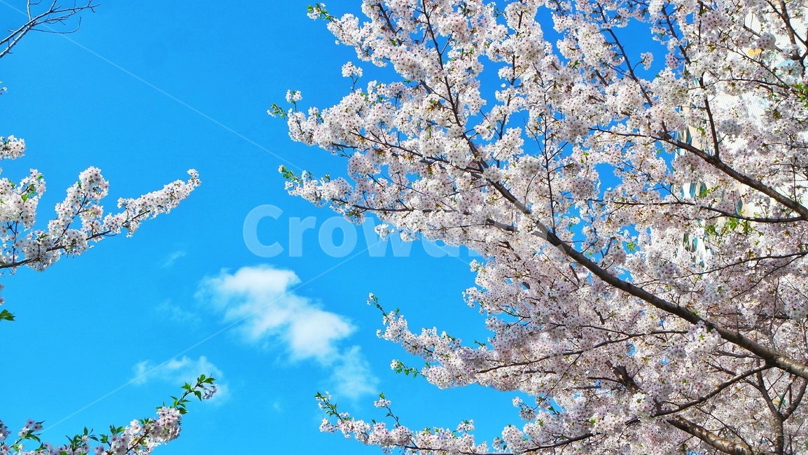 벚꽃,봄,강변,식물,봄꽃,봄,계절,spring,season,식물,자연,plants,nature,꽃,flower,outdoors,옥외,plant