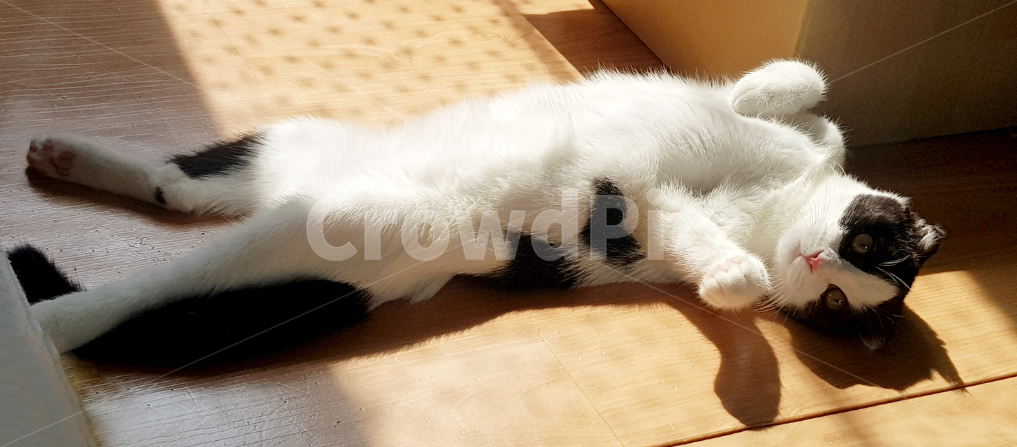 고양이,스코티쉬폴드,cat,예쁜고양이,발라당,햇살