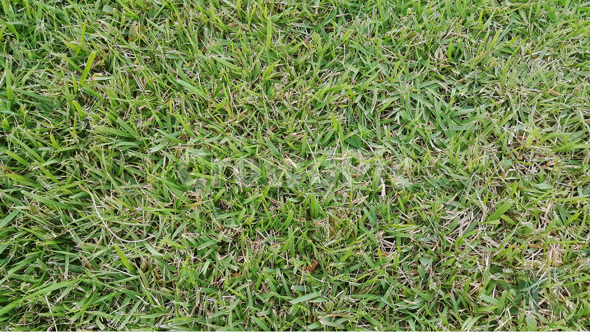 천연,잔디,가로,정원,여름,식물,자연,plants,nature,텍스처,질감,패턴,texture,pattern