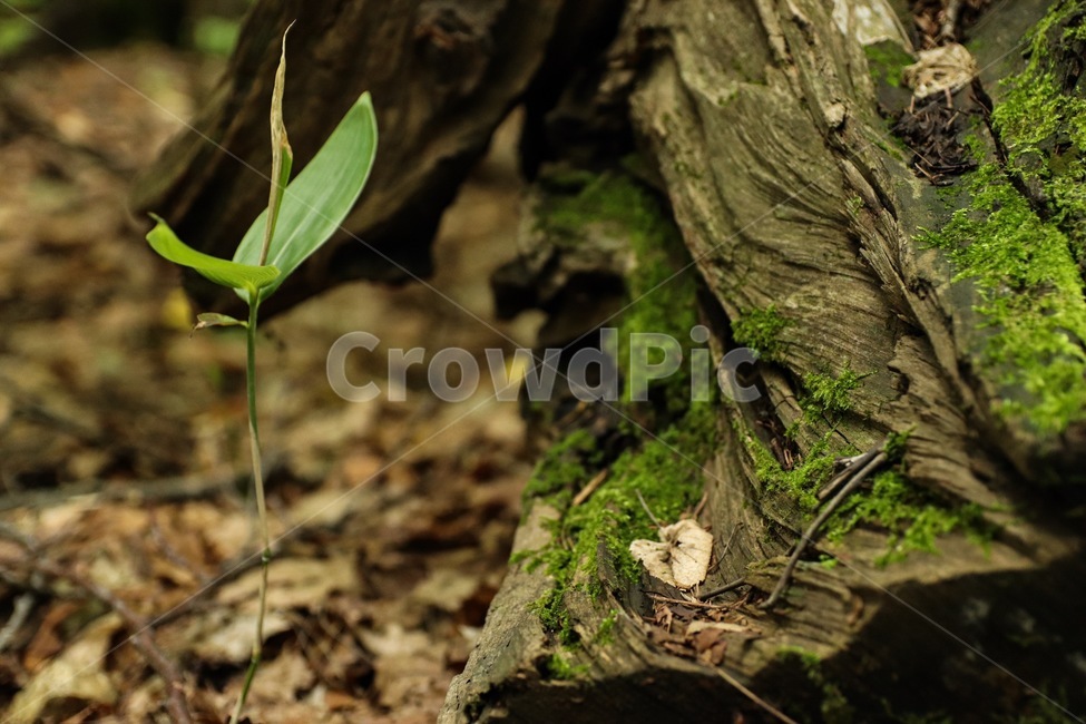 plant,식물,leaf,잎,나무,식물,자연,plants,nature,나무,trees,wood
