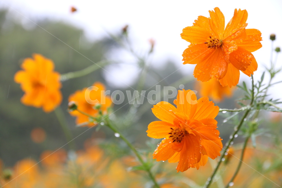 노랑,꽃,황화코스모스,노랑코스모스,가을꽃,식물,yellow,야외,cosmos,계절,geranium,제라늄,flower,가을,계절,fall,autumn,season,식물,자연,plants,nature,꽃,flower,plant,blossom