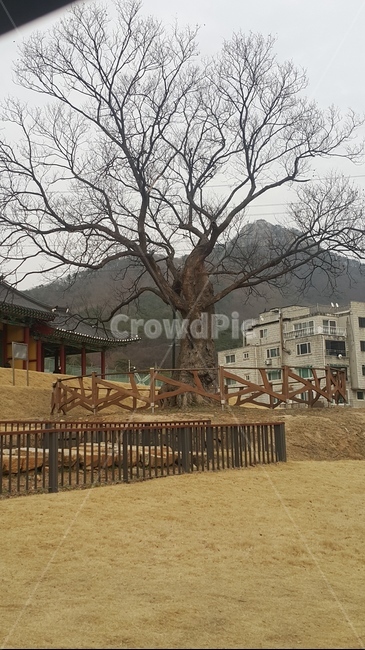보호수,수암봉,나무,풍경,경치