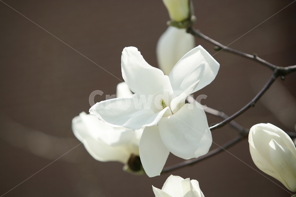 식물,꽃,봄꽃,목련,나무,식물,자연,plants,nature,꽃,flower