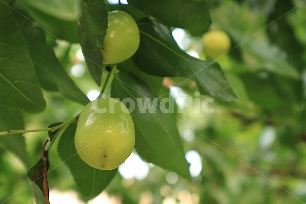 대추,여름,나무,식물,과일,plant,fruit,food,summer,과일,열매,fruit