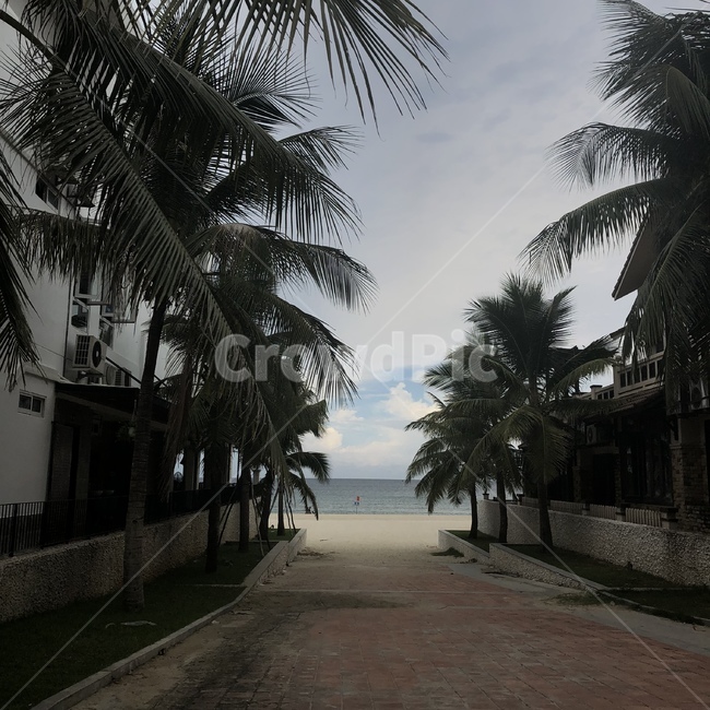 해변,바다,나무,길,그늘,해변,바다,beach,sea