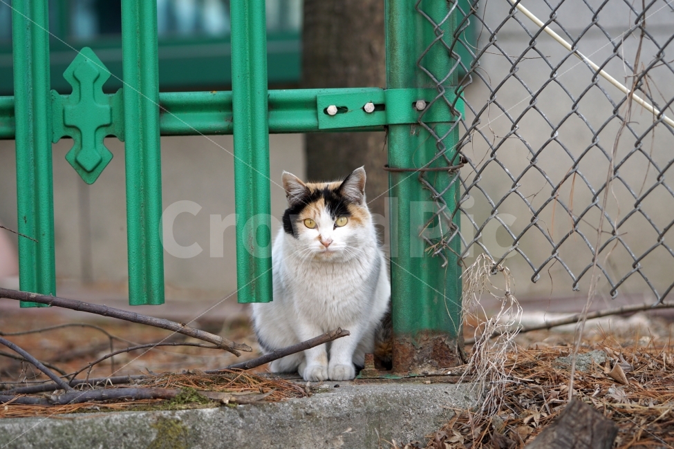 고양이,길고양이,들고양이,삼색고양이,삼색털고양이,동물,흰고양이,공원,낙엽,식물,철조망,나무,풀,나뭇가지,냐옹이,암컷,수컷,도둑고양이,길냥이,cat,animal,snap,snpshot,스냅,스냅사진,스넵,스넵사진,감성,감성사진,힐링,힐링사진,cute,pretty,동물,animal,고양이,cat,kitten,kitty,포유류,mammal