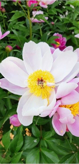 작약,꽃,한송이,식물,함박꽃,연분홍,flower