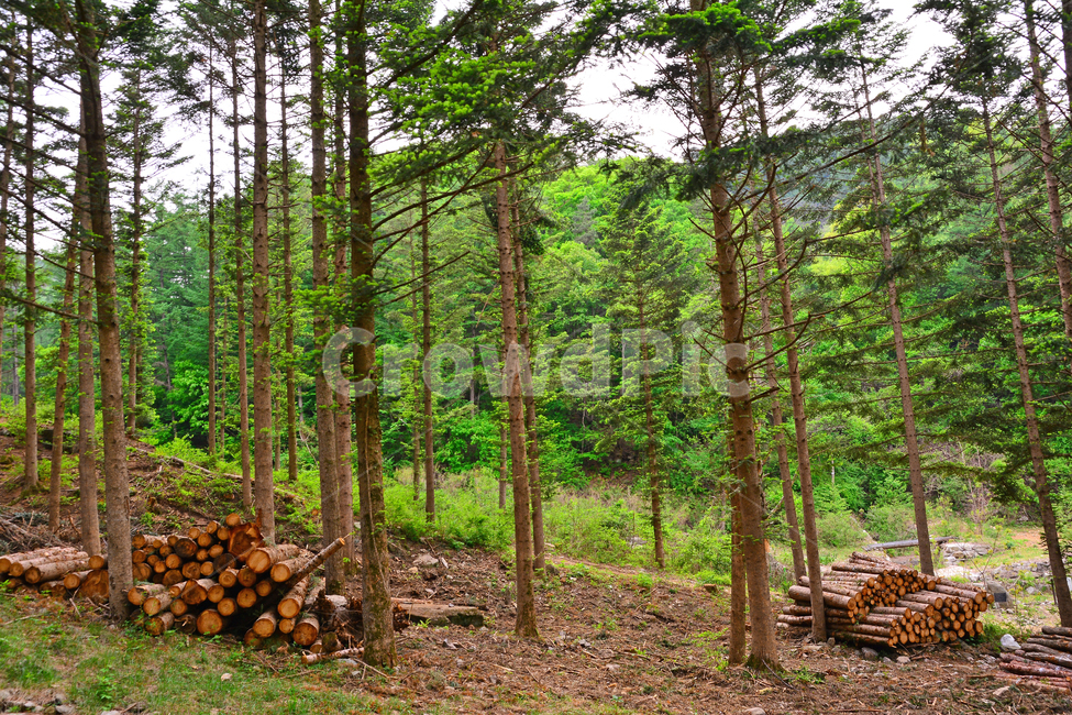 산업,벌목지대,벌목,나무,목재,임업,숲,산속,침엽수,나이테,단면,우드,wood,tree,forestry,industry,적재,쌓다,보관,간벌,자연,풍경,nature,landscape,plant,식물
