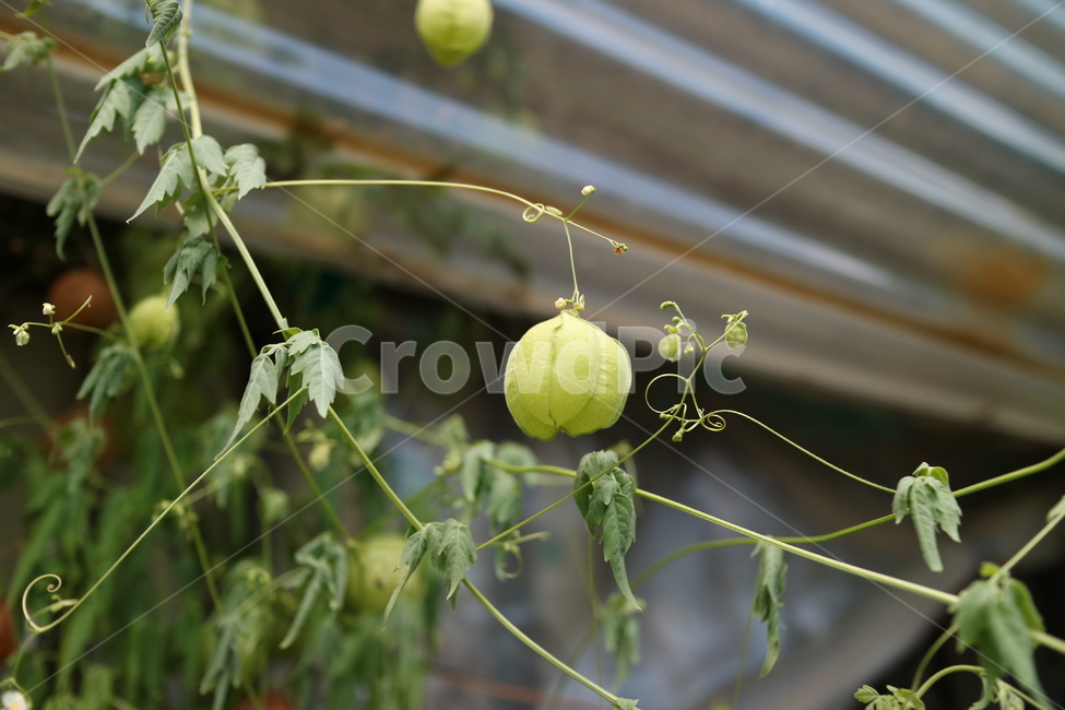 leaf,잎,plant,식물,열매,초록,자연