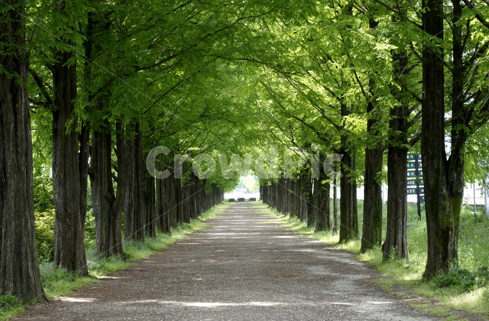 tree,나무,plant,식물,road,도로,메타세콰이어,자연,풍경,nature,landscape