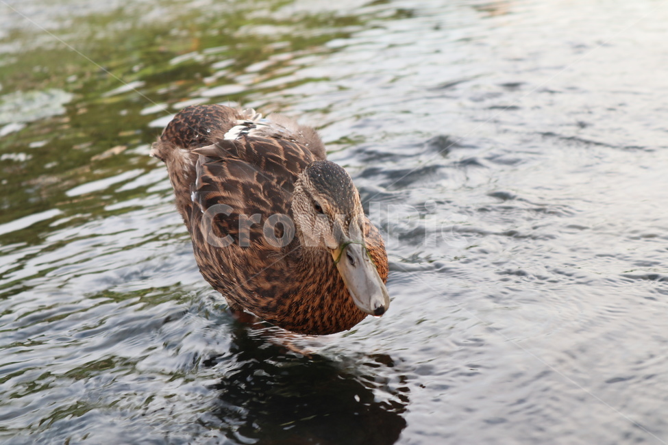 오리,조류,동물,duck,깃털