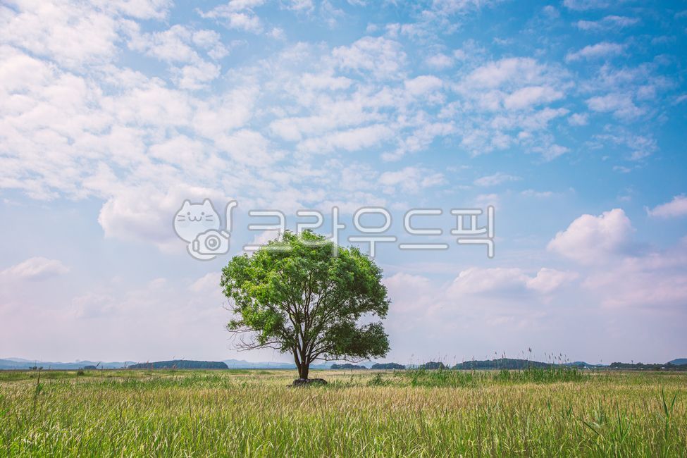 자연, 초원, 나무, 들판, 풀, 사진,이미지,일러스트,캘리그라피 - 초록비 내리는 날작가