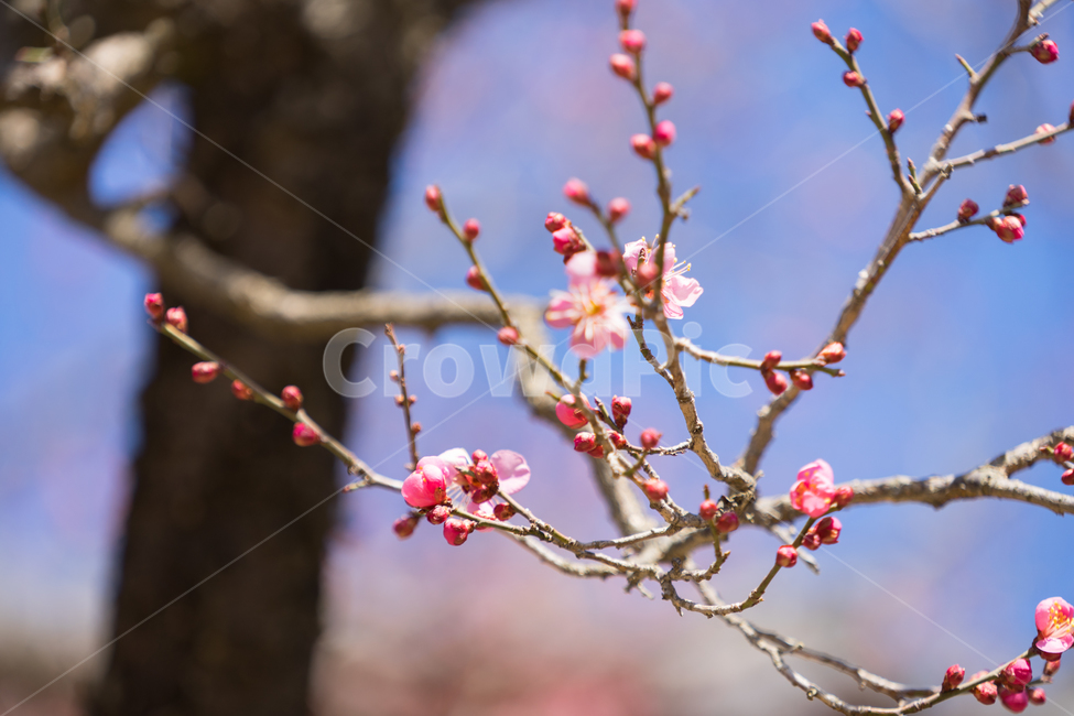봄,꽃,봄꽃,매화,자연,감성,따스함,봄,계절,spring,season,식물,자연,plants,nature,꽃,flower,plant,blossom