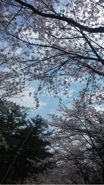 벚꽃,봄벚꽃풍경,자연풍경,벚꽃과하늘,직동공원