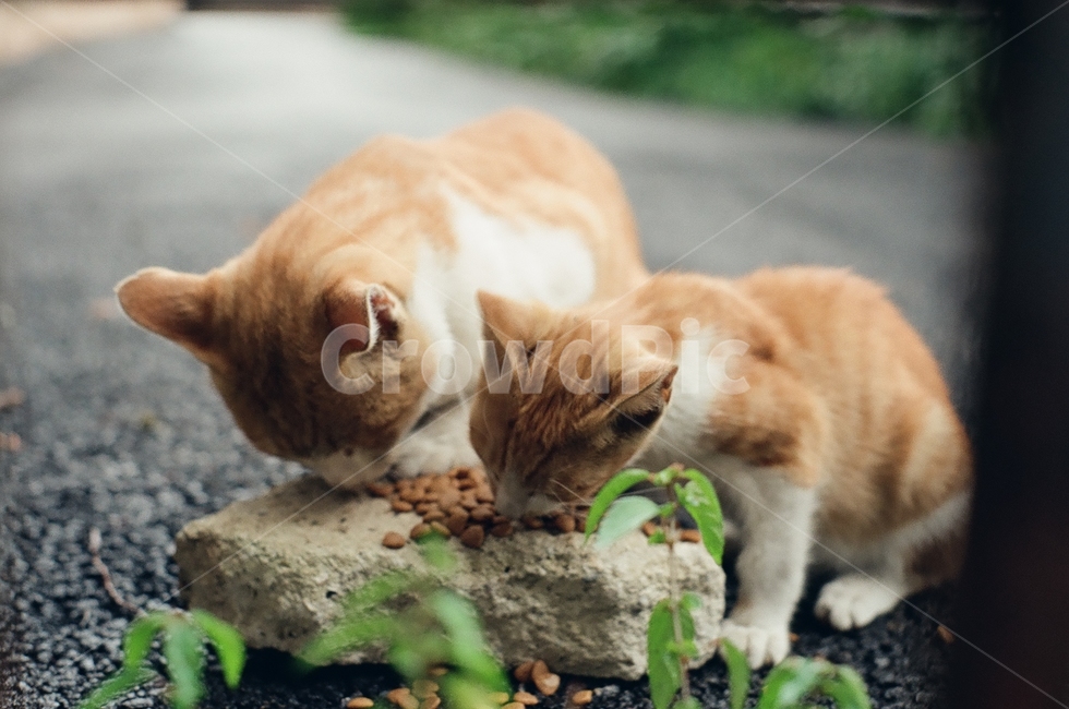 귀여움,야옹,반려동물,cats,mammals,animals,cute,meow,pets,mammal,포유류,cat,고양이,pet,abyssinian,동물,animal,아비시니안,manx,동물,animal,포유류,mammal,고양이,cat,kitten,kitty