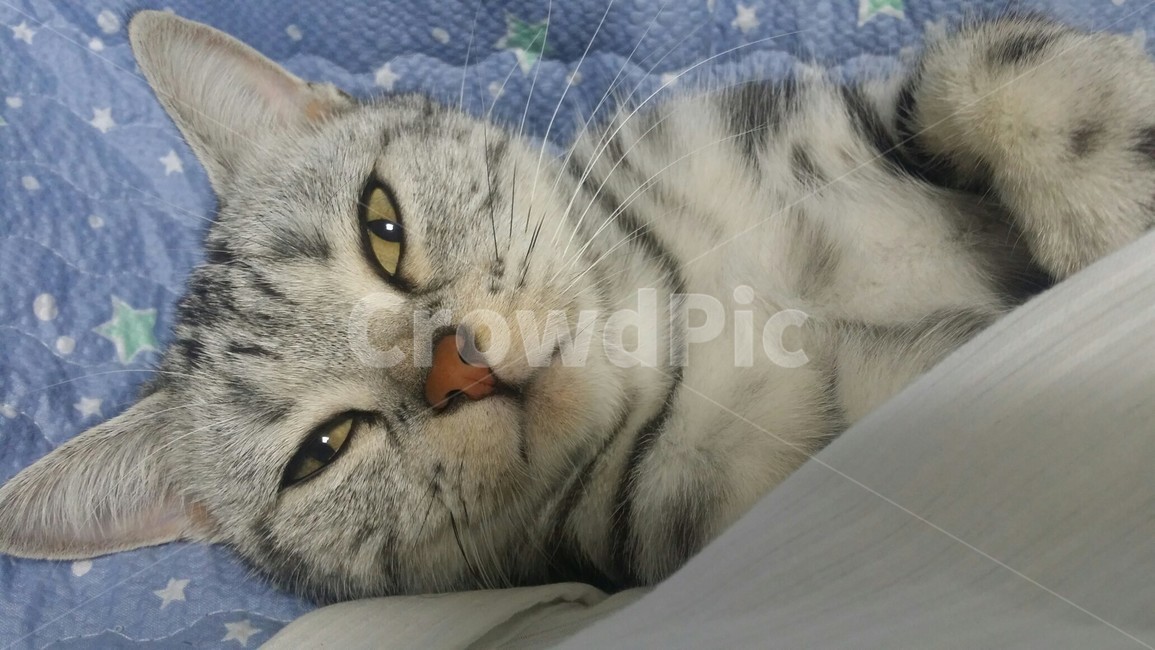고양이,동물,애완동물,cat,pet