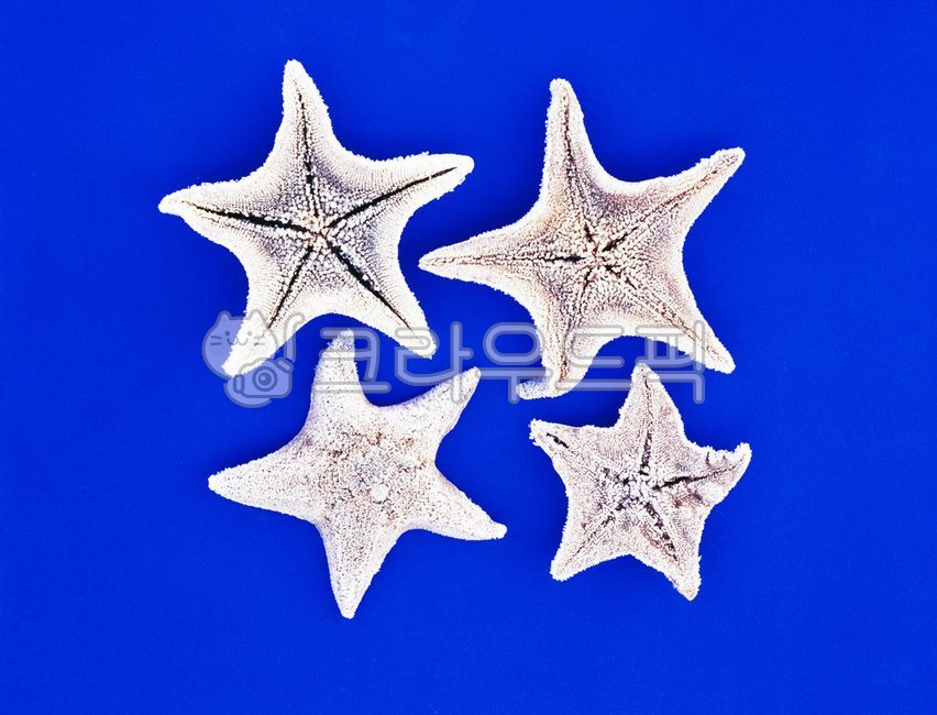 blue,ocean,star,four,pattern,Frost,starfish