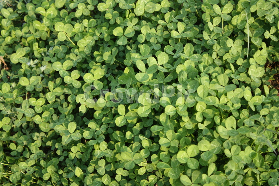 세잎클로버,자연,그린,초록,행운,클로버,식물,자연,plants,nature