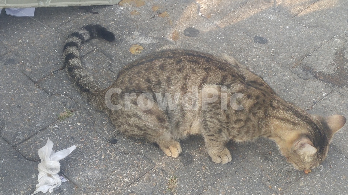 고양이,길고양이,동물,아기고양이,들고양이,동물,animal,포유류,mammal,고양이,cat,kitten,kitty