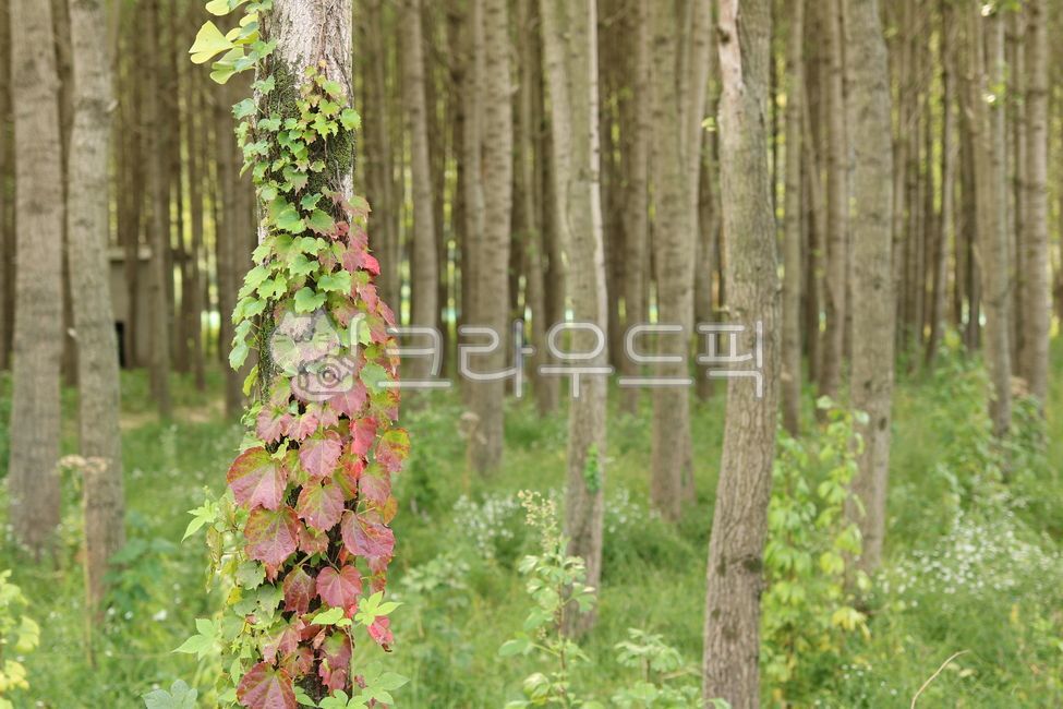 나무, 숲, 나무기둥, 덩굴, 덩쿨, 사진,이미지,일러스트,캘리그라피 - 오오키작가