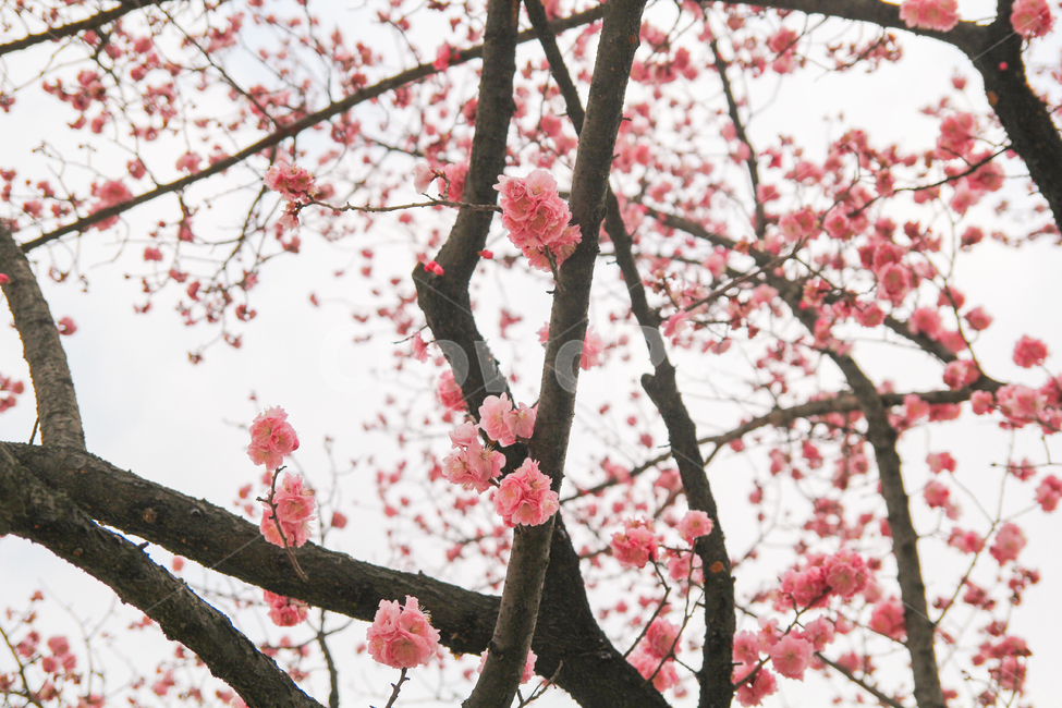 봄,매화,홍매화,매화나무,매화꽃,자연,풍경,감성사진,꽃,봄,계절,spring,season,식물,자연,plants,nature,꽃,flower,감성,sensible,feeling,plant,blossom,cherry blossom,벚꽃
