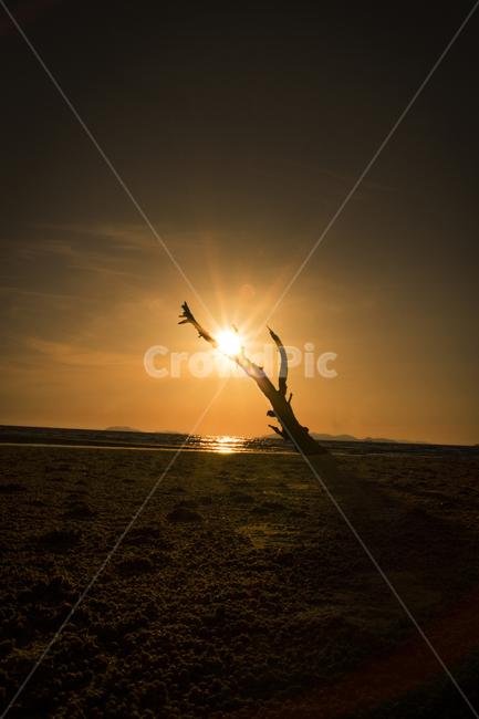 일몰,노을,해질녘,나무,노을빛,자연,풍경,nature,landscape,식물,plants,나무,trees,wood,flare,플레어,light,빛,sunlight,햇빛