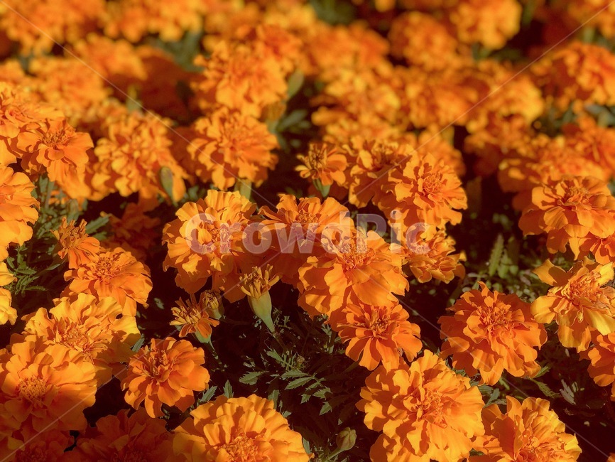 plant,flower,식물,blossom,꽃,식물,자연,plants,nature,꽃,flower
