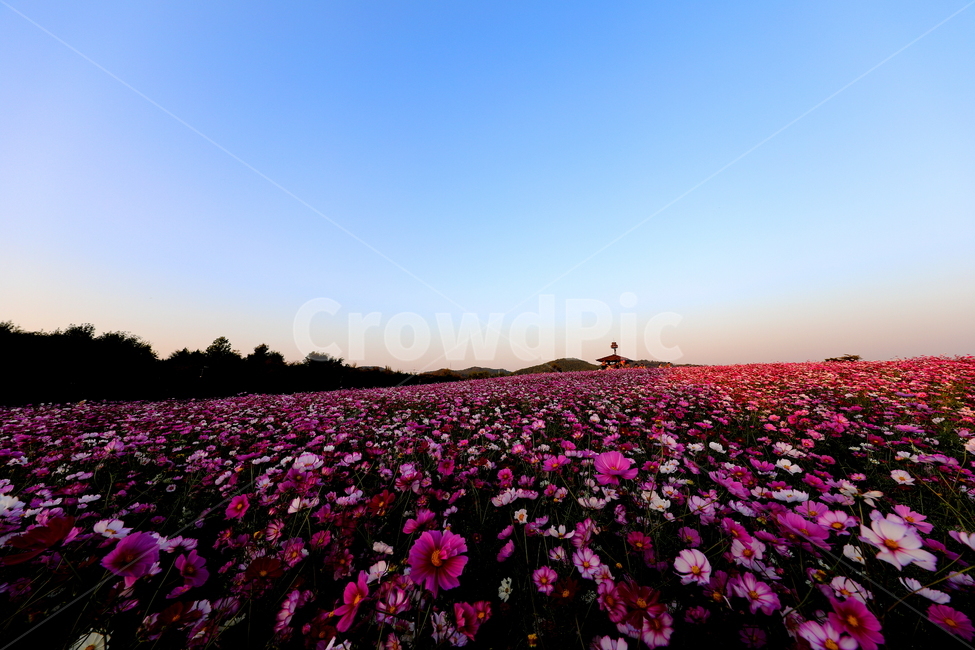 가을풍경,식물,꽃,코스모스,계절,가을,계절,fall,autumn,season,자연,풍경,nature,landscape,식물,plants,꽃,flower,petal,꽃잎,plant,blossom