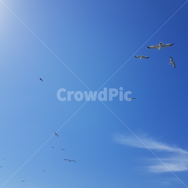 flying,bird,새,갈매기,gull,하늘,자유로운,free,파란,높은,시원한,청량한,animal,동물,자연,풍경,동물,animal,조류,새,birds