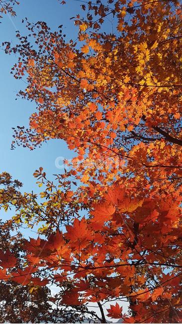 지리산,가을,단풍,하늘,노란단풍,가을,계절,fall,autumn,season,식물,자연,plants,nature,나무,trees,wood,leaf,잎,plant,tree,maple