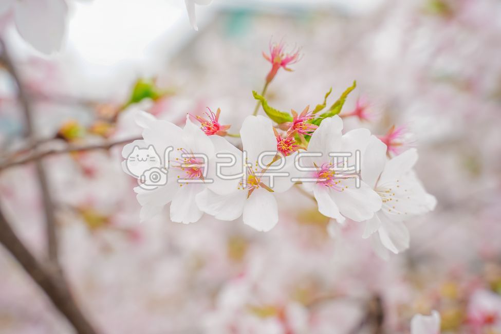 atmosphere,Cherry Blossom,mood,color,cherryblossom,flower tree,spring,spring flowers,healing,season,Emotion,sensible,blossom,nature,tree,feeling,flower,plant