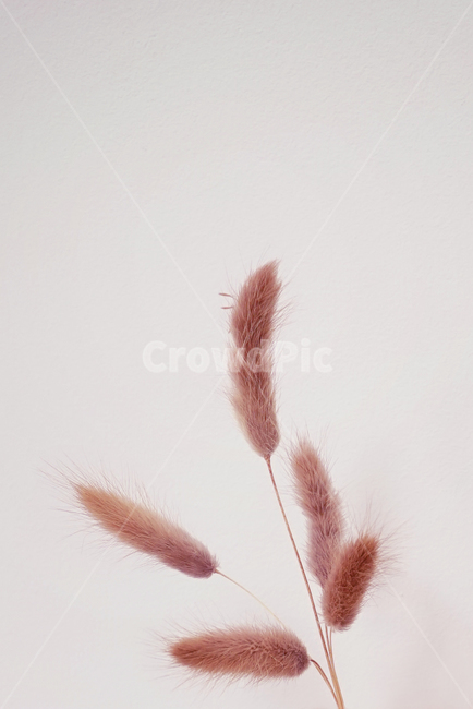 강아지풀,라그나스,플리저브드플라워,드라이플라워,가을,감성사진,식물,식물,자연,plants,nature