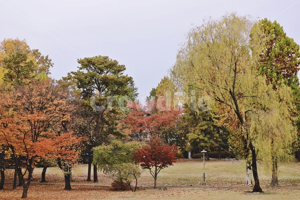 나무,낙엽,공원,fallenleaves,park,tree,colorfull,가을,계절,fall,autumn,season,plant,식물