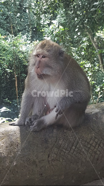 동물,원숭이,손가락,야생동믈,monkey