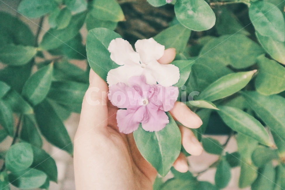 꽃,flower,쟈스민,jasmine,식물,plant,식물,자연,plants,nature,꽃,flower,감성,sensible,feeling